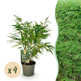 Fargesia rufa - 4 Pflanzen