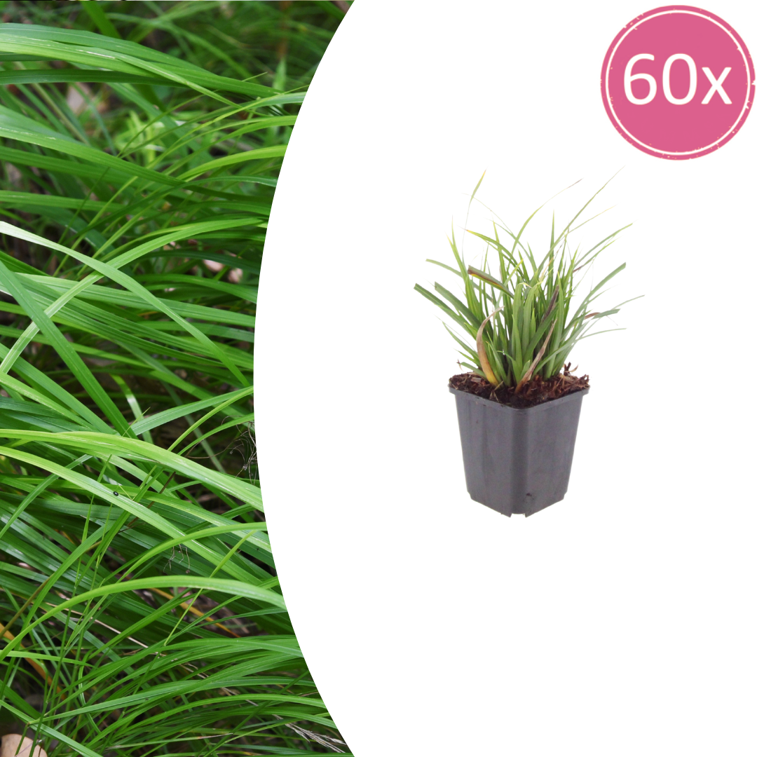 Carex Morrowii – 60 Pflanzen ↕ 10–25 cm hoch ⟷ 9 cm Topf