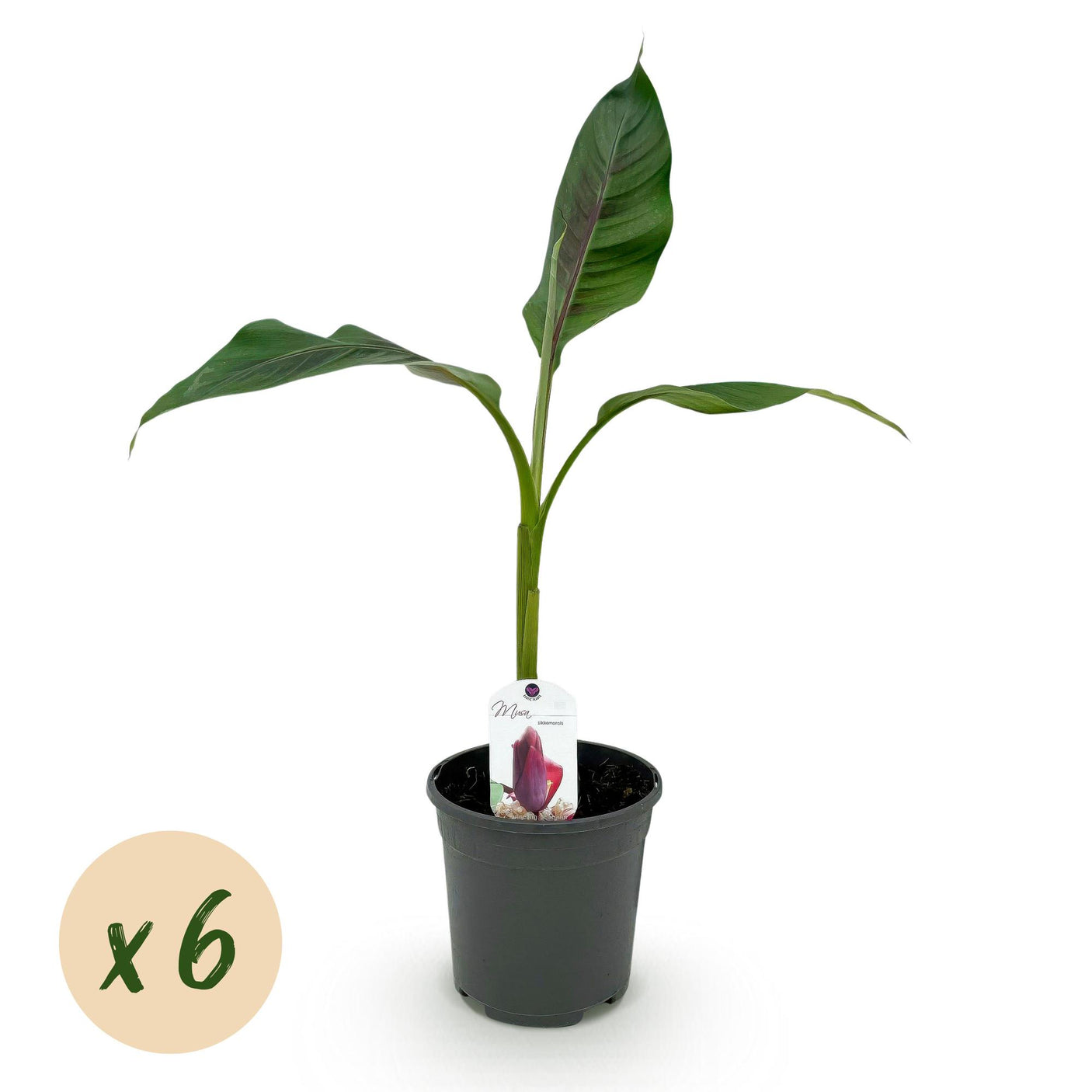Bananen plant - Musa sikkemensis Red Tiger - Winterhard - 6 planten ↕ 40 cm hoog  ⟷ 17 cm pot