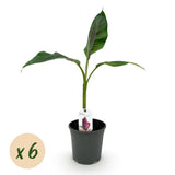 Bananen plant - Musa sikkemensis Red Tiger - Winterhard - 6 planten ↕ 40 cm hoog  ⟷ 17 cm pot