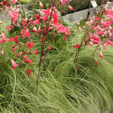 Carex Comans Frosted Curls - 2 Pflanzen ↕ 50 cm hoch ⟷ 17 cm Topf