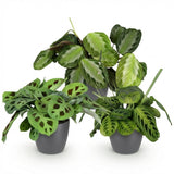 Marantha Silverband - Marantha Lemon Lime - Marantha Kerchoveana - 3 Pflanzen im grauen Topf