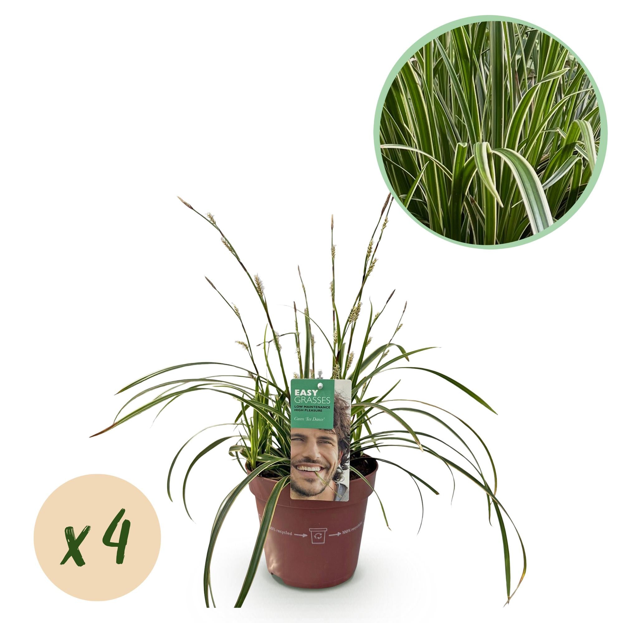 Carex Morrowii Ice Dance - 4 Pflanzen ↕ 50 cm hoch ⟷ 17 cm Topf