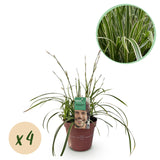 Carex Morrowii Ice Dance - 4 Pflanzen ↕ 50 cm hoch ⟷ 17 cm Topf