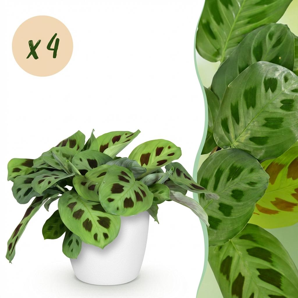 Maranta Fascinator Kerchoveana - 4 Pflanzen mit weißem Topf