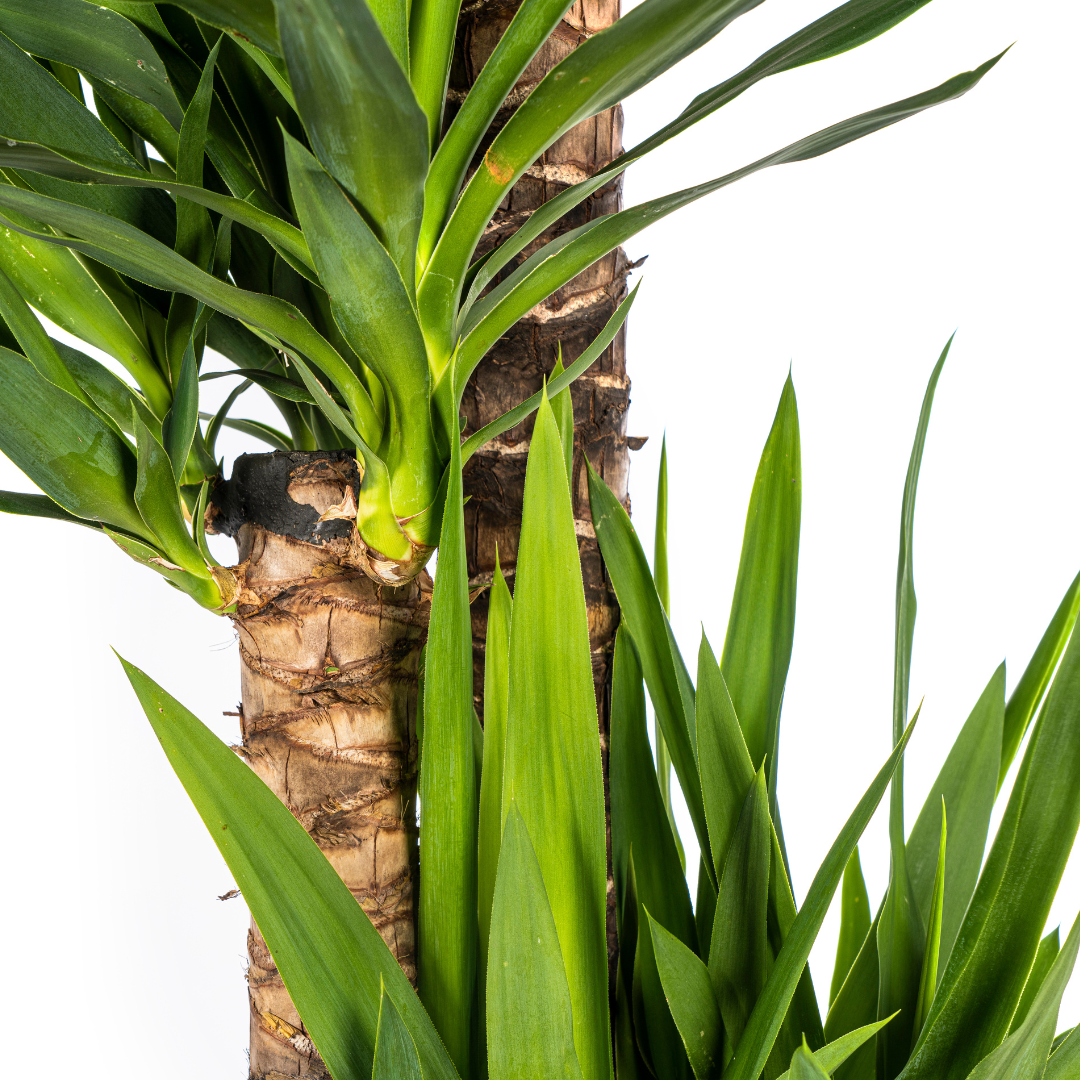 Yucca Elephantipes ↕ 150 cm hoog  ⟷ 27 cm pot