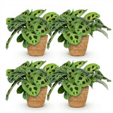 Maranta Fascinator Kerchoveana – 4 Pflanzen mit Korb