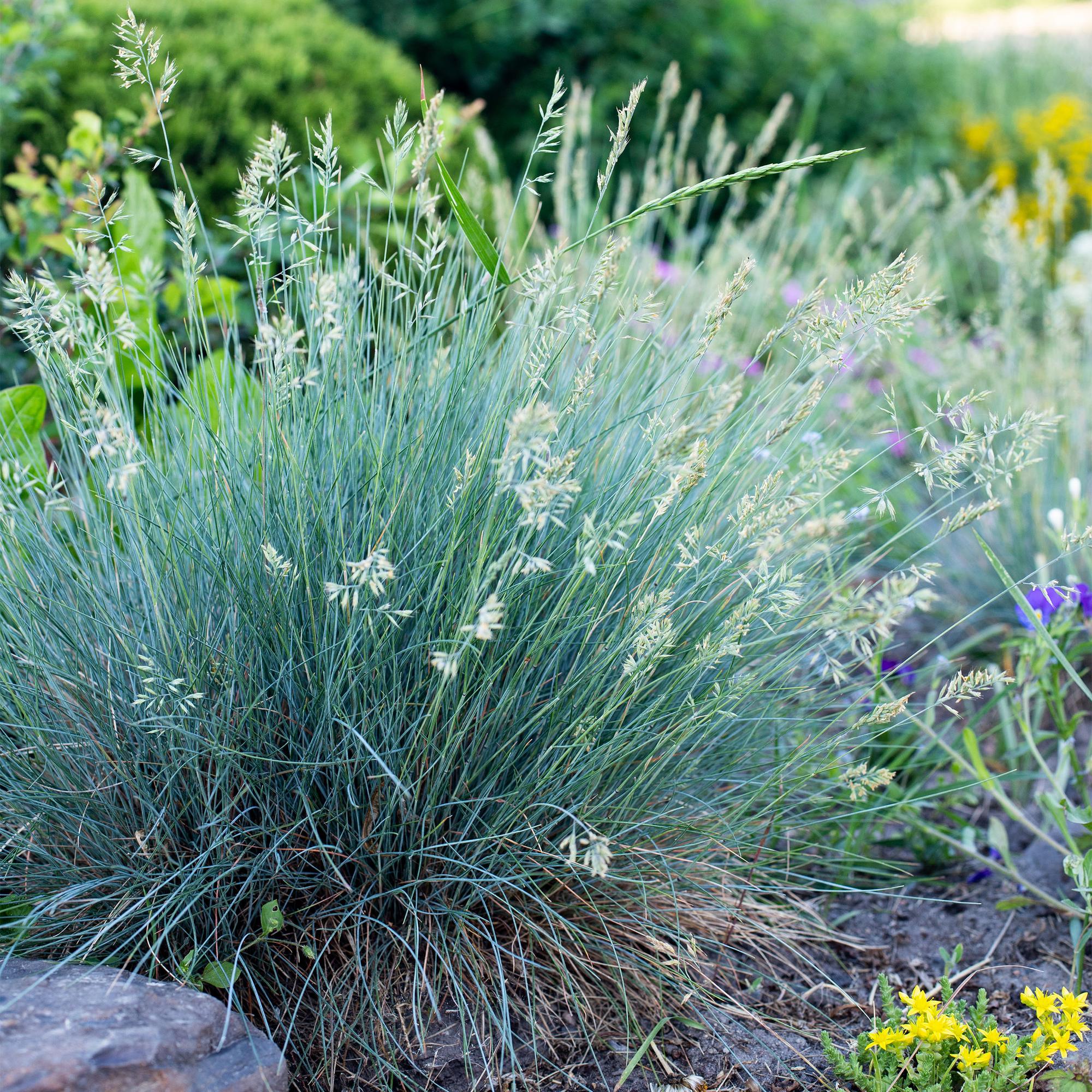 Festuca Glauca Intense Blue – 1 Pflanze ↕ 50 cm hoch ⟷ 17 cm Topf