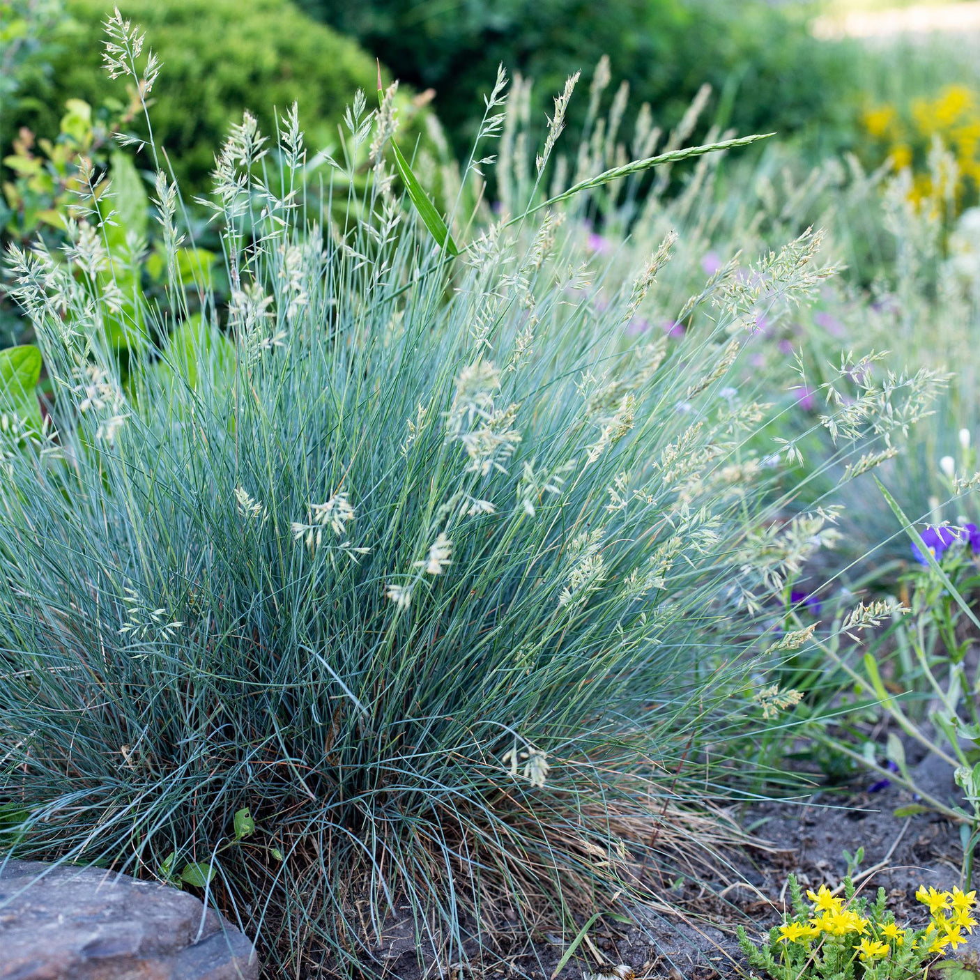 Festuca Glauca Intense Blue – 1 Pflanze ↕ 50 cm hoch ⟷ 17 cm Topf