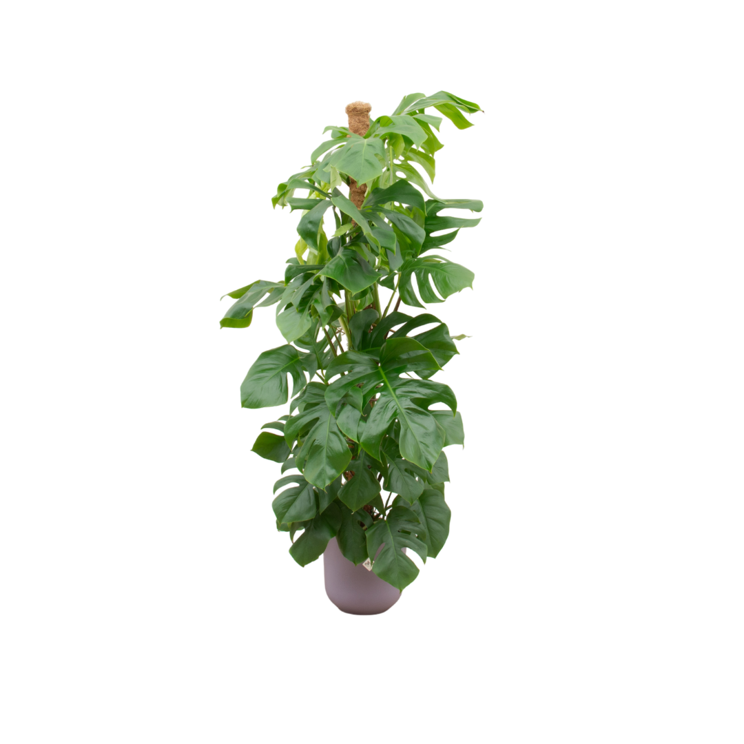 Monstera Pertusum in Elho Pot - Jazz Round lila ↕ 150 cm hoog  ⟷ 26 cm pot