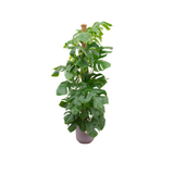 Monstera Pertusum in Elho Pot - Jazz Round lila ↕ 150 cm hoog  ⟷ 26 cm pot