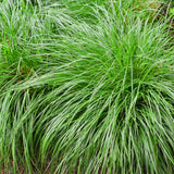 Carex Oshimensis Intense Green - 2 Plantas ↕ 50 cm alto ⟷ 17 cm maceta