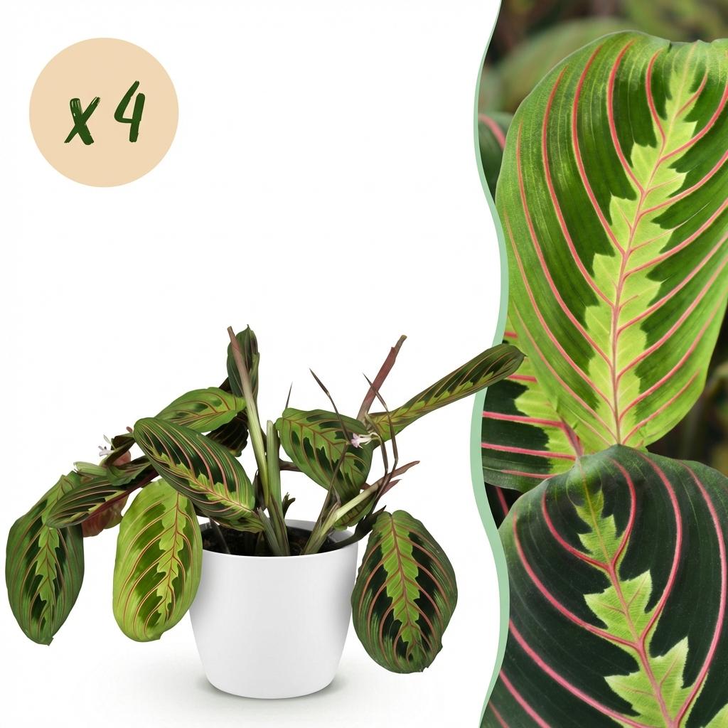 Maranta Fascinator Tricolour - 4 Planten in witte pot