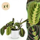 Maranta Fascinator Tricolour - 4 Planten in witte pot