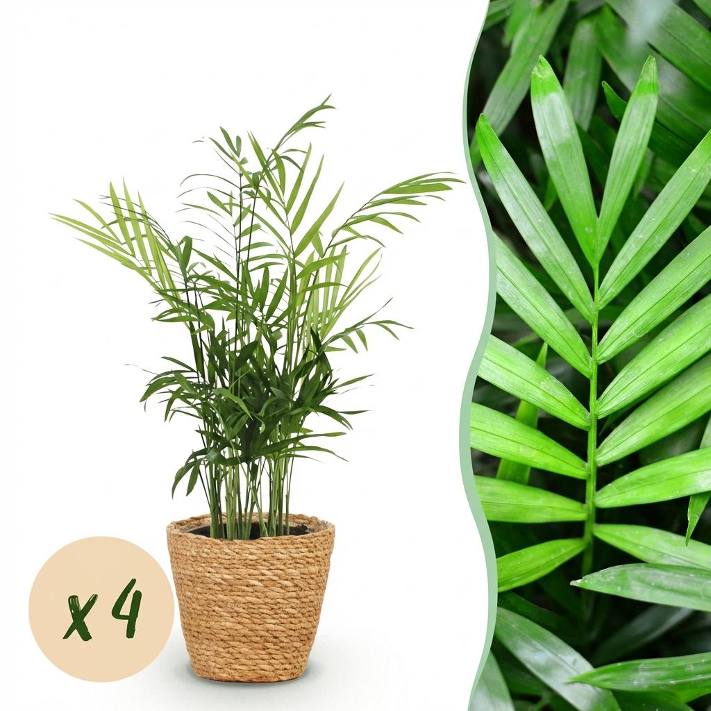 Chamaedorea elegans - 4 Pflanzen mit Korb