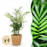 Chamaedorea elegans - 4 Pflanzen mit Korb