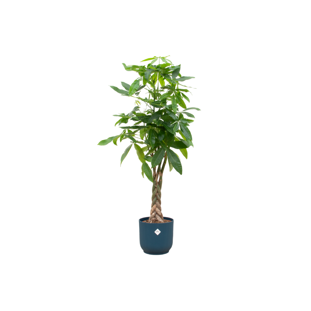 Pachira Aquatica in Elho pot - Vibes Fold Round blauw ↕ 150 cm hoog  ⟷ 30 cm pot