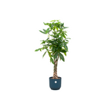 Pachira Aquatica in Elho pot - Vibes Fold Round blauw ↕ 150 cm hoog  ⟷ 30 cm pot