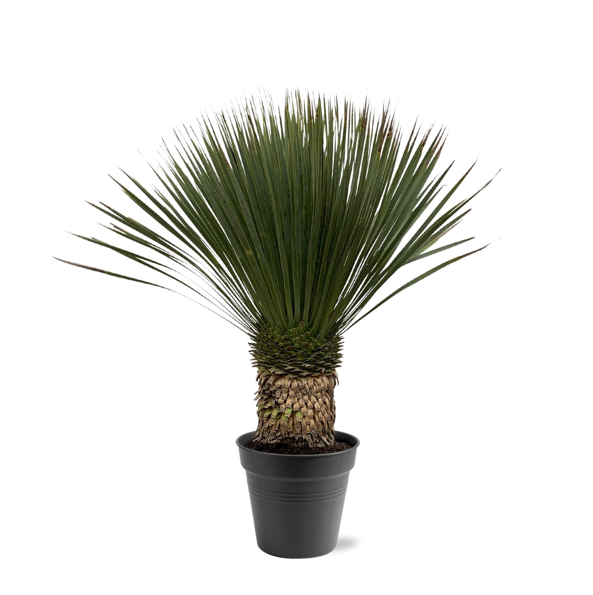 Yucca Rostrata ↕ 80 cm hoch ⟷ 38 cm Topf