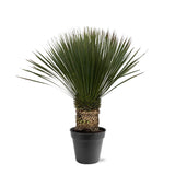 Yucca Rostrata ↕ 80 cm hoch ⟷ 38 cm Topf