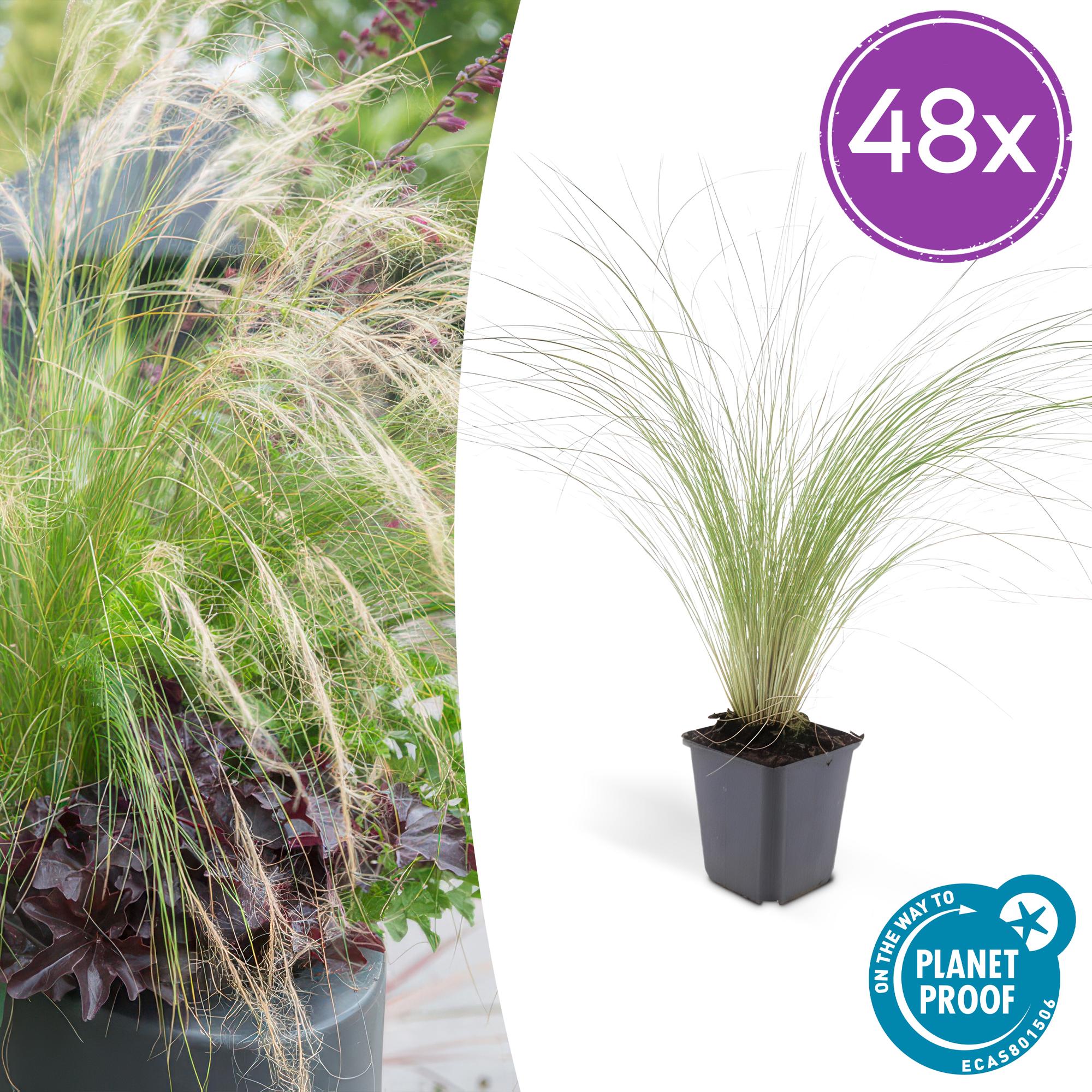 Stipa Tenuissima 'Ponytails' - 48 Pflanzen ↕ 10-25 cm hoch ⟷ 9 cm Topf