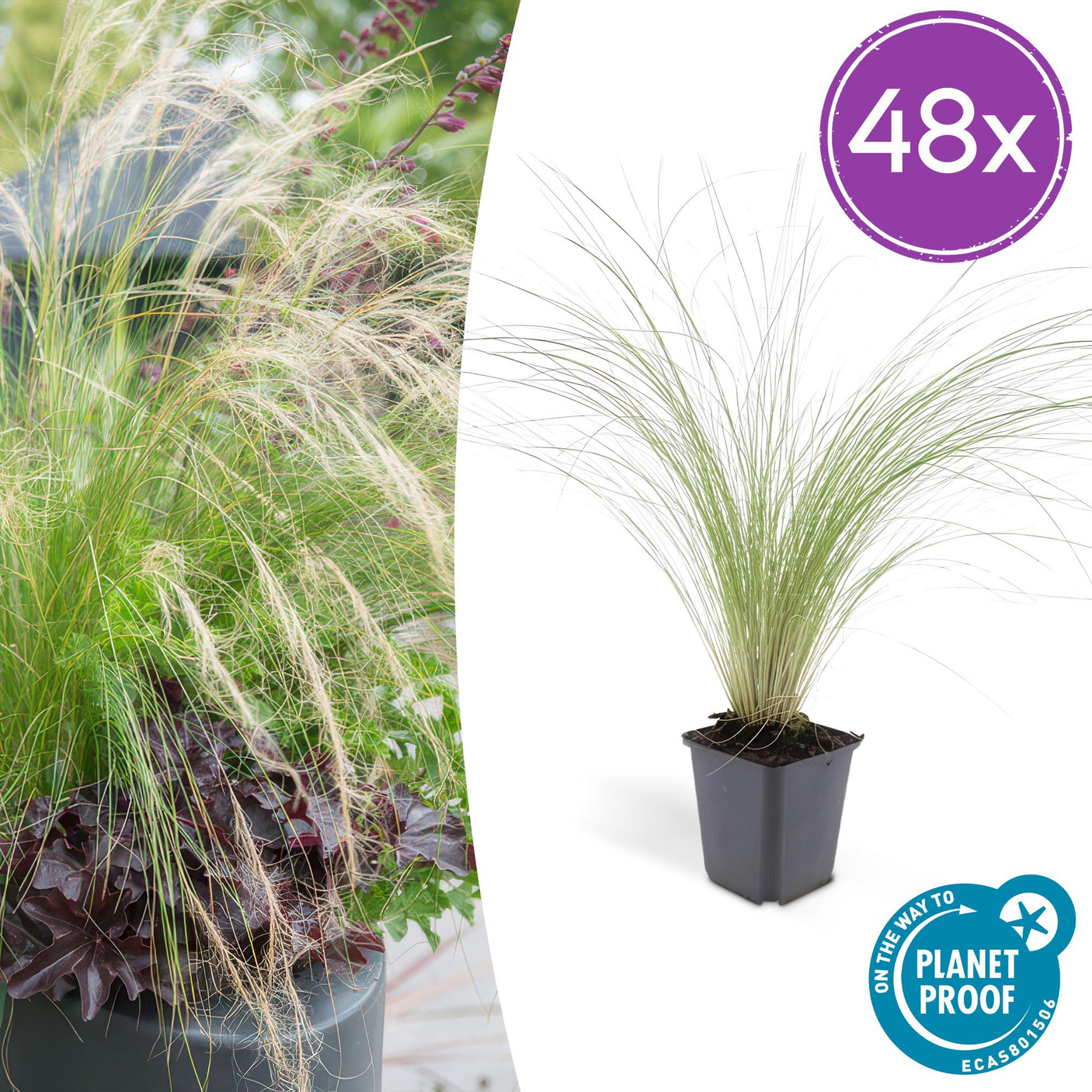 Stipa Tenuissima 'Ponytails' - 48 Pflanzen ↕ 10-25 cm hoch ⟷ 9 cm Topf
