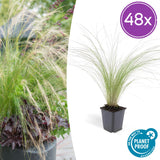 Stipa Tenuissima 'Ponytails' - 48 Pflanzen ↕ 10-25 cm hoch ⟷ 9 cm Topf