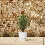 Yucca Filifera Australis ↕ 120cm hoog  ⟷ 30 cm pot