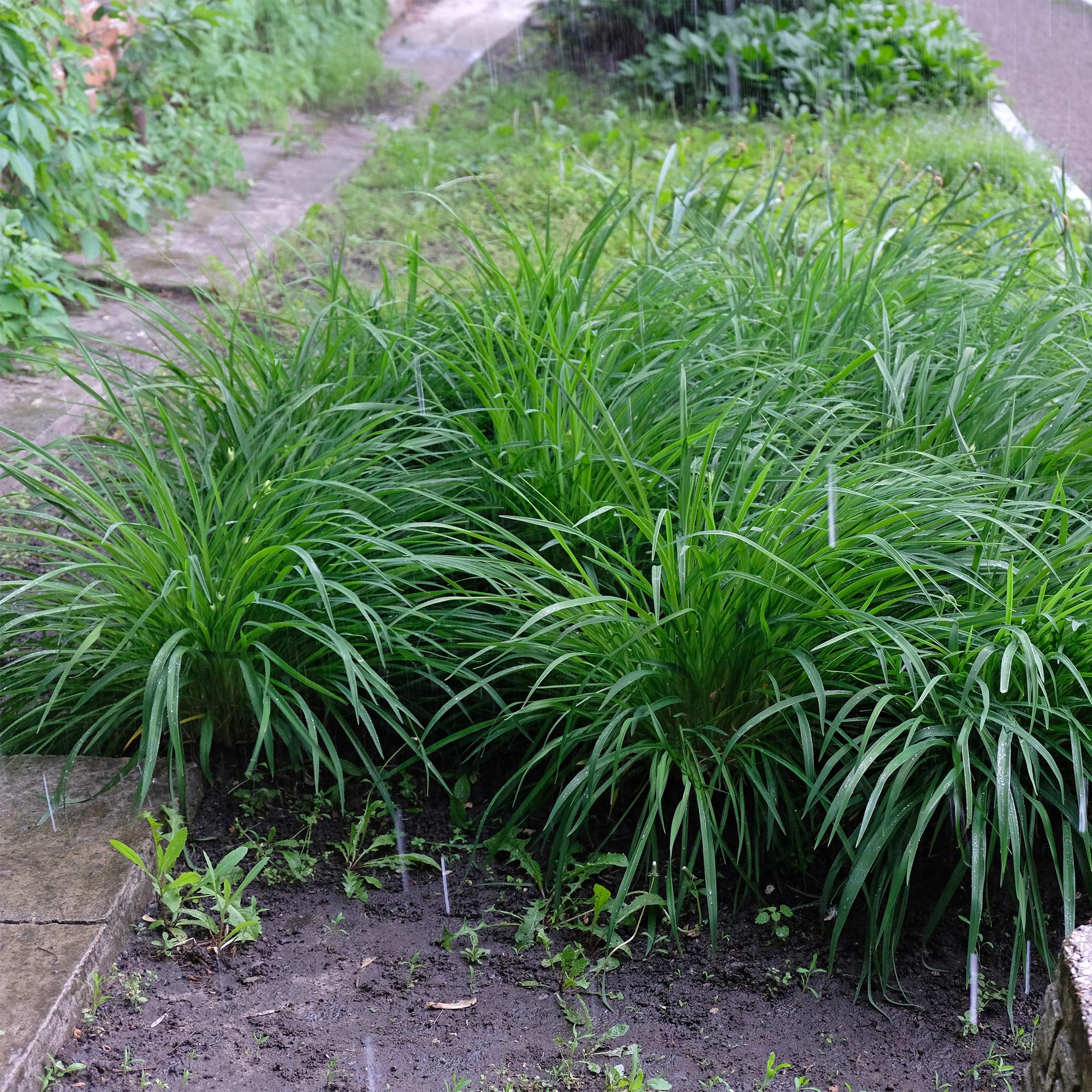 Carex Morrowii Irish Green - 1 planta ↕ 50 cm de alto ⟷ maceta de 17 cm