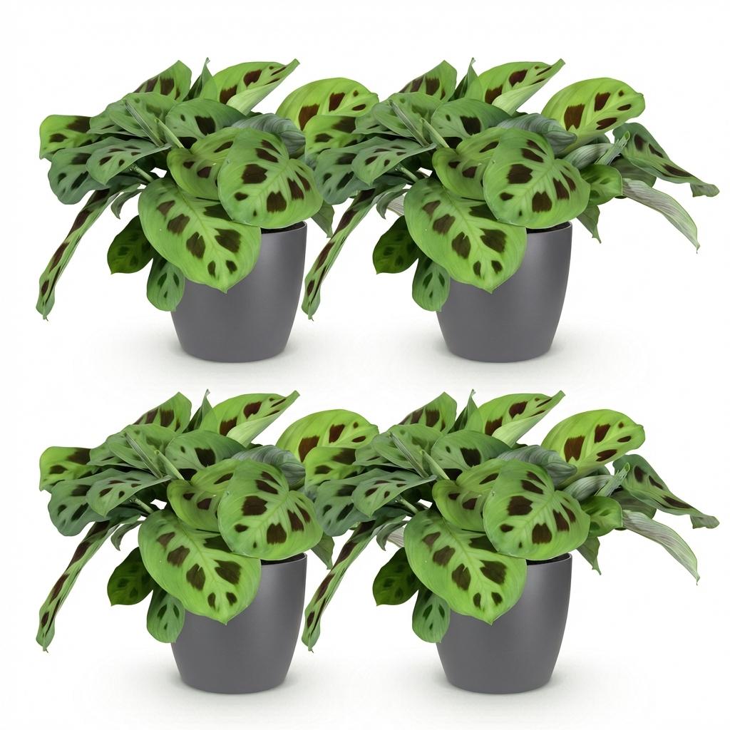 Maranta Fascinator Kerchoveana - 4 Pflanzen mit grauem Topf