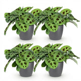 Maranta Fascinator Kerchoveana - 4 Pflanzen mit grauem Topf