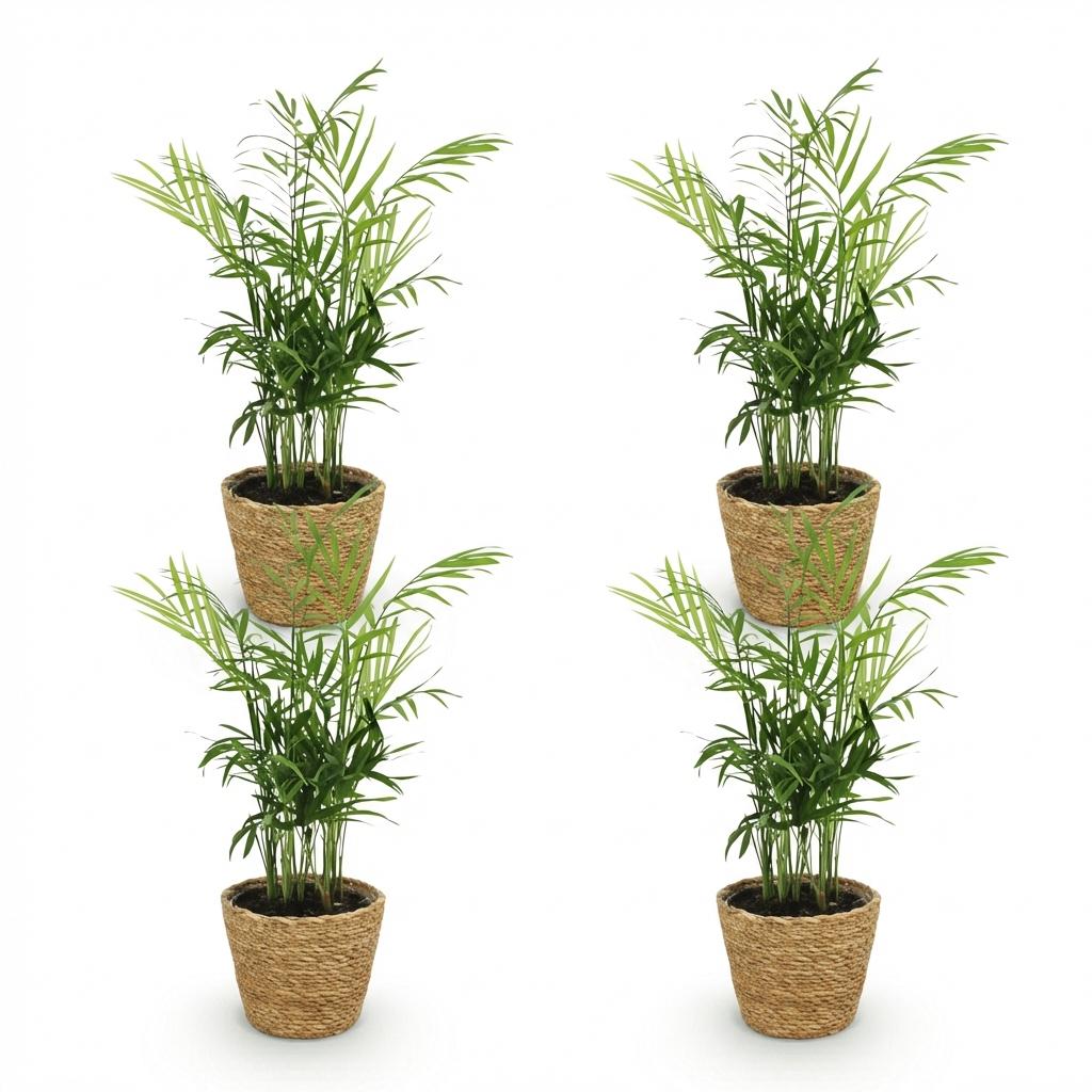 Chamaedorea elegans - 4 Pflanzen mit Korb