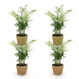 Chamaedorea elegans - 4 Pflanzen mit Korb
