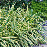 Carex Oshimensis Evergold - 4 plantas ↕ 50 cm de altura ⟷ maceta de 17 cm