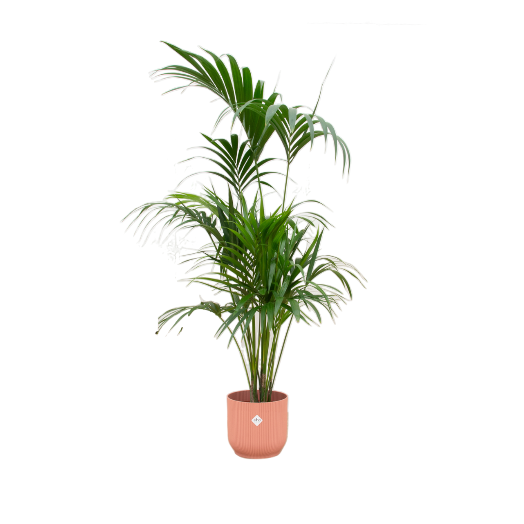 Kentia palm in Elho Vibes pot - Fold Round roze↕ 180 cm hoog  ⟷ 30 cm pot