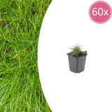Festuca Gautieri - 60 Pflanzen ↕ 10-25 cm hoch ⟷ 9 cm Topf