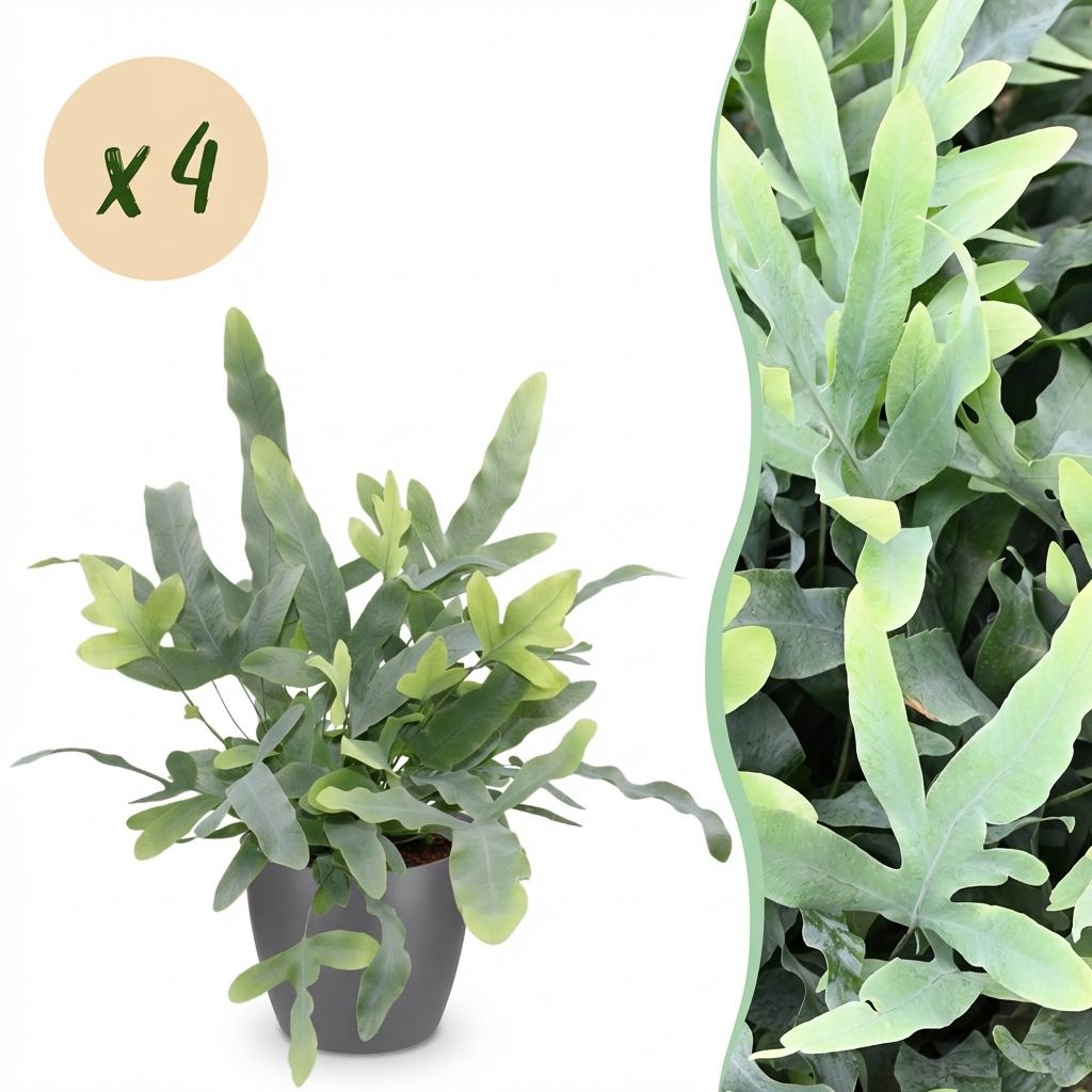 Phlebodium aureum Blue Star – 4 Pflanzen mit grauem Topf