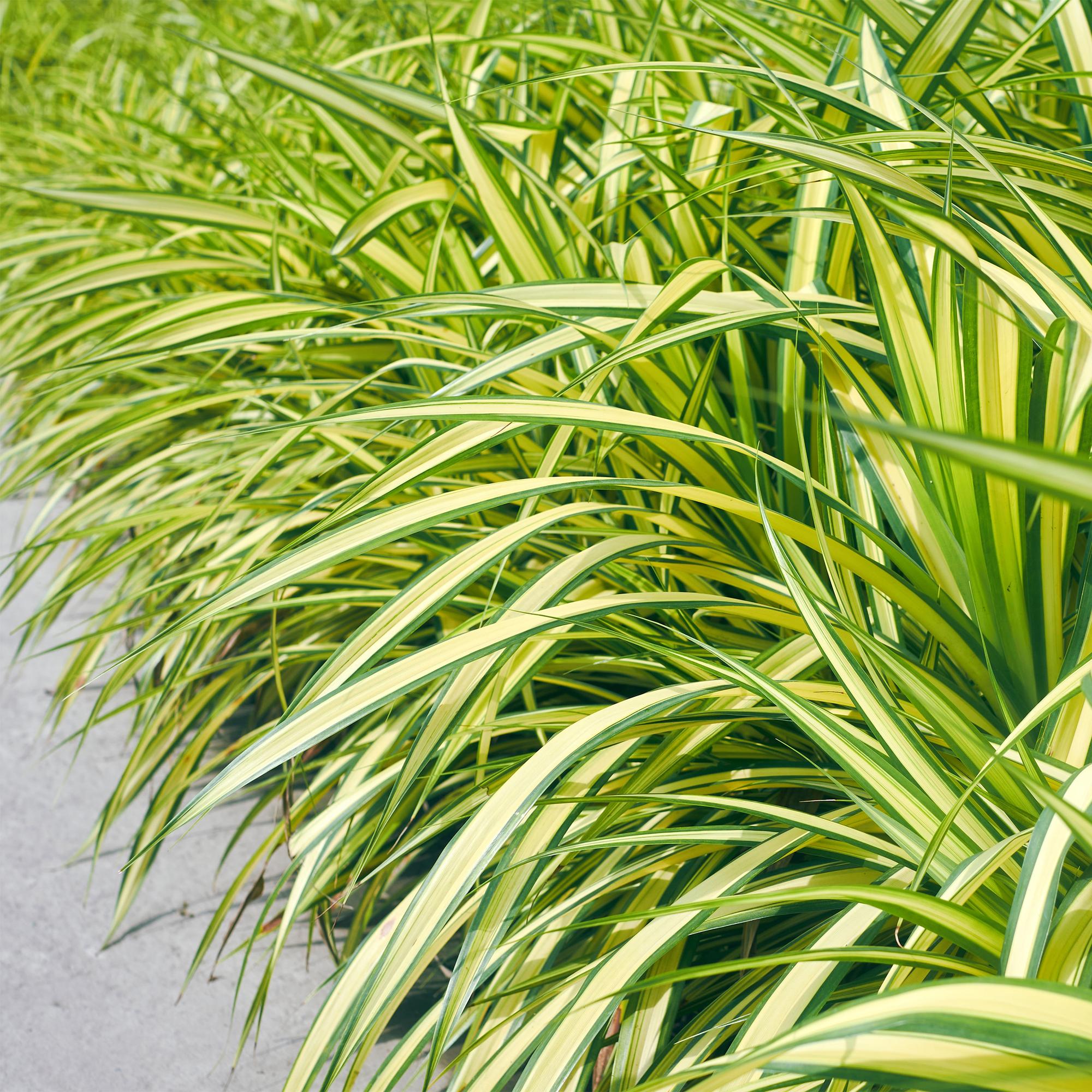 Carex Oshimensis Evergold - 4 plantas ↕ 50 cm de altura ⟷ maceta de 17 cm