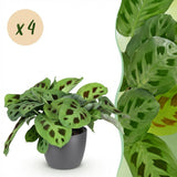 Maranta Fascinator Kerchoveana - 4 Pflanzen mit grauem Topf