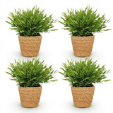 Bamusa Pogonatherum Monica - 4 Pflanzen mit Korb