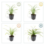 Carex Morrowii 'Ice Dance' - 6 planten  ↕ 10-25 cm hoog  ⟷ 9 cm pot