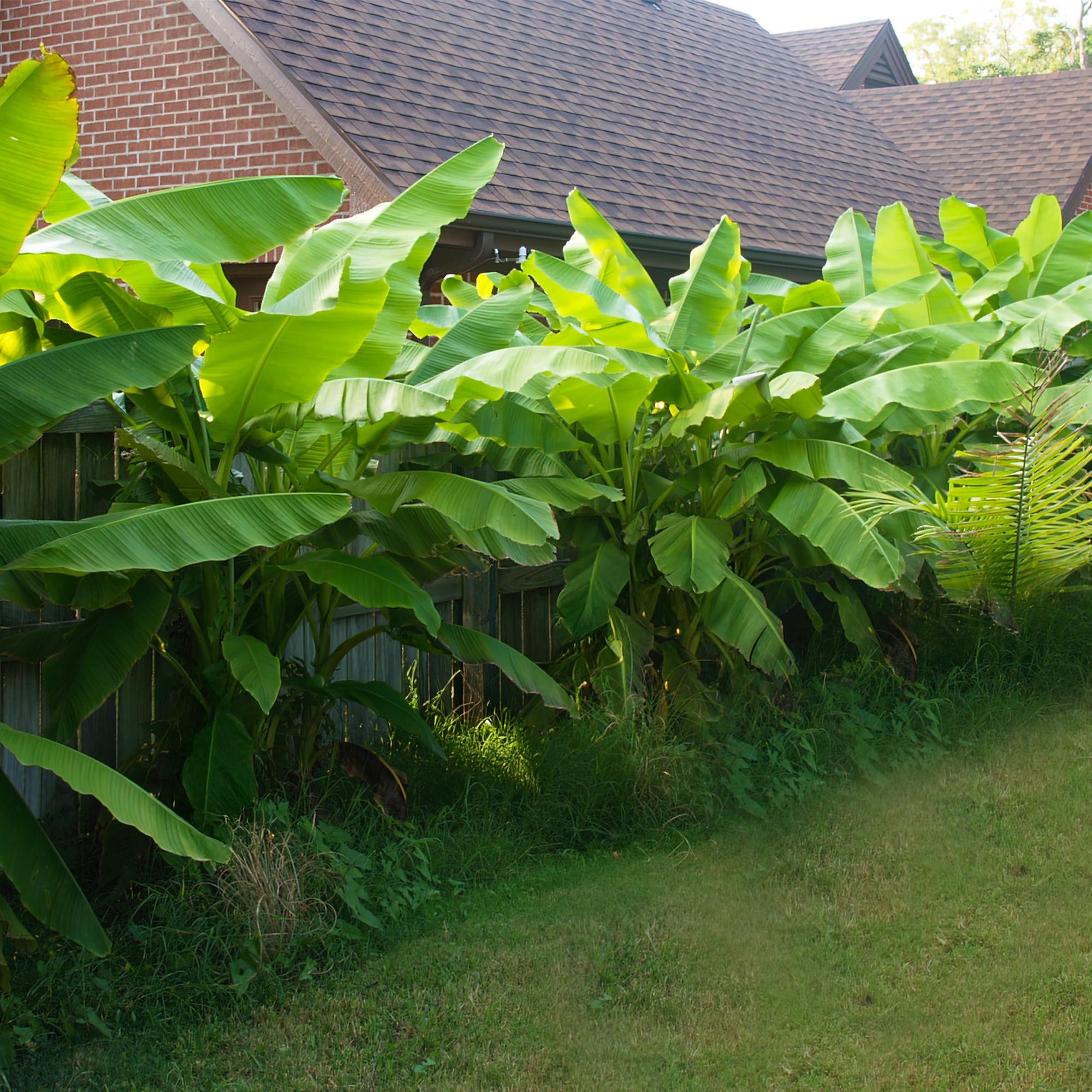 Musa Basjoo - 4 plantas ↕ 30 cm de alto ⟷ maceta de 12 cm