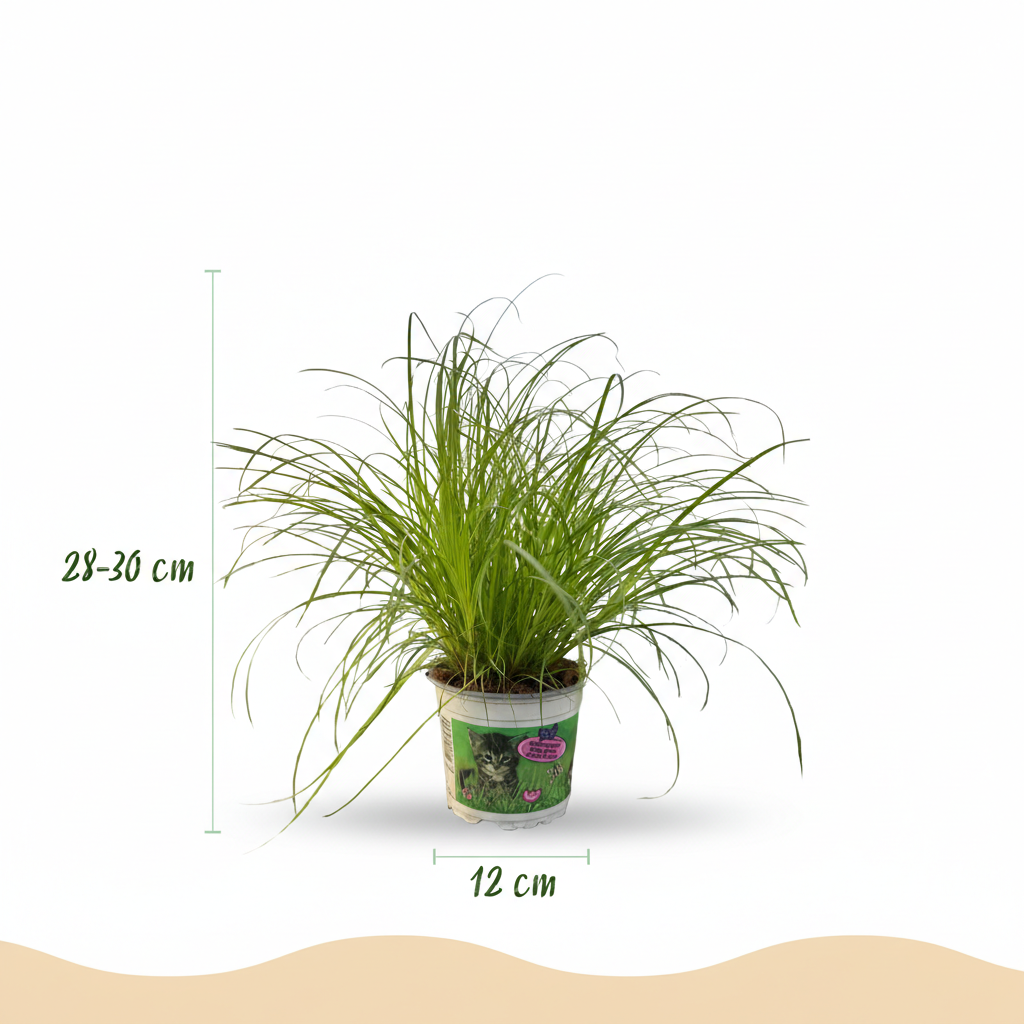 Cyperus alternifolius Zumula – 4 Pflanzen mit grauem Topf