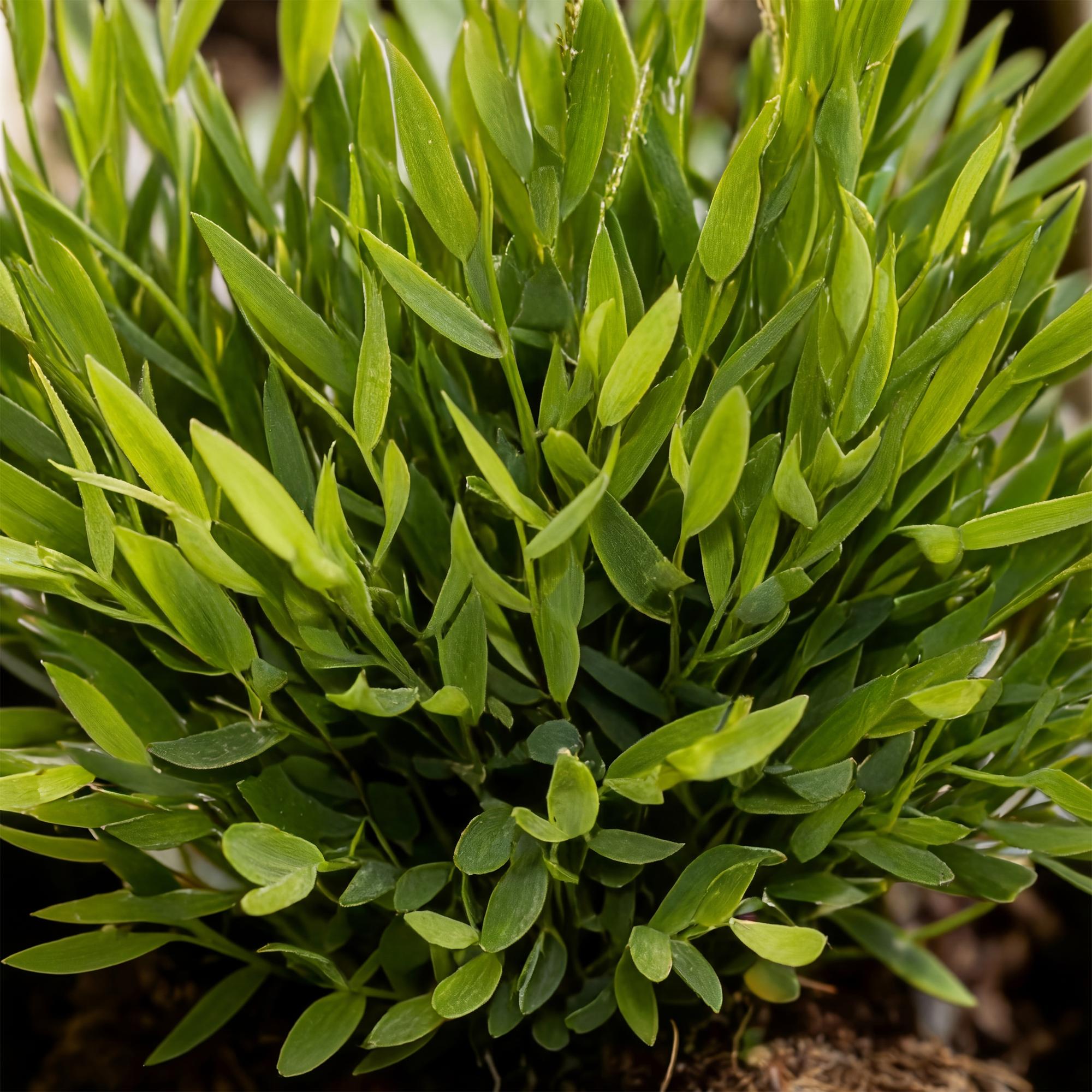Bamusa Pogonatherum Monica - 4 Pflanzen mit weißem Topf