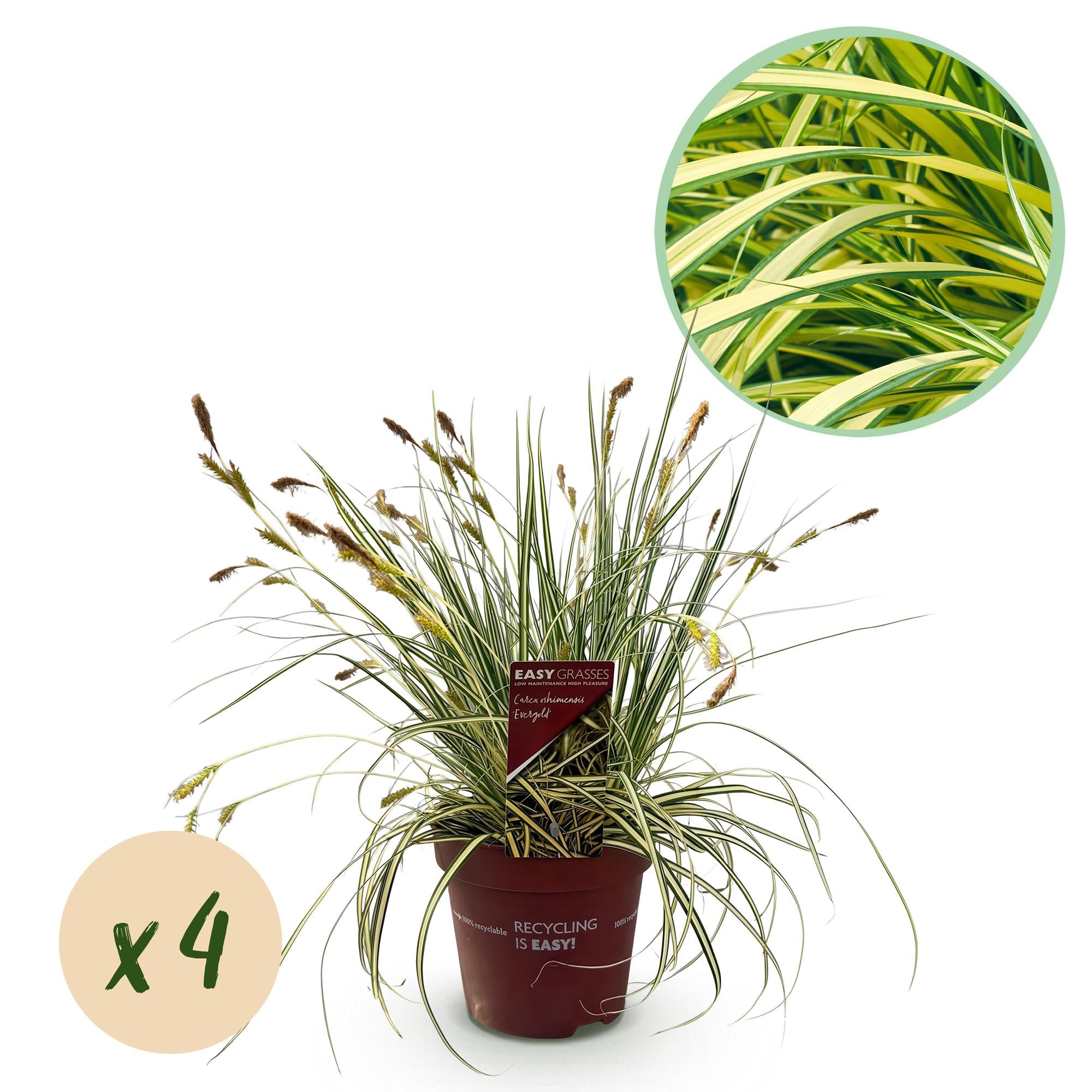 Carex Oshimensis Evergold - 4 plantas ↕ 50 cm de altura ⟷ maceta de 17 cm