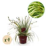 Carex Oshimensis Evergold - 4 plantas ↕ 50 cm de altura ⟷ maceta de 17 cm
