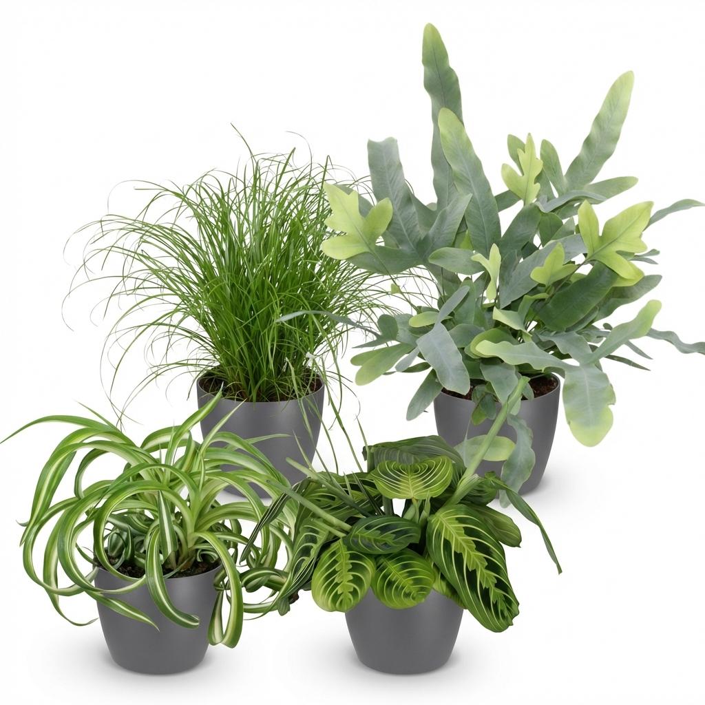Chlorophytum - Cyperus - Phlebodium - Marantha - 4 Pflanzen im grauen Topf