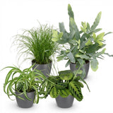 Chlorophytum - Cyperus - Phlebodium - Marantha - 4 Pflanzen im grauen Topf