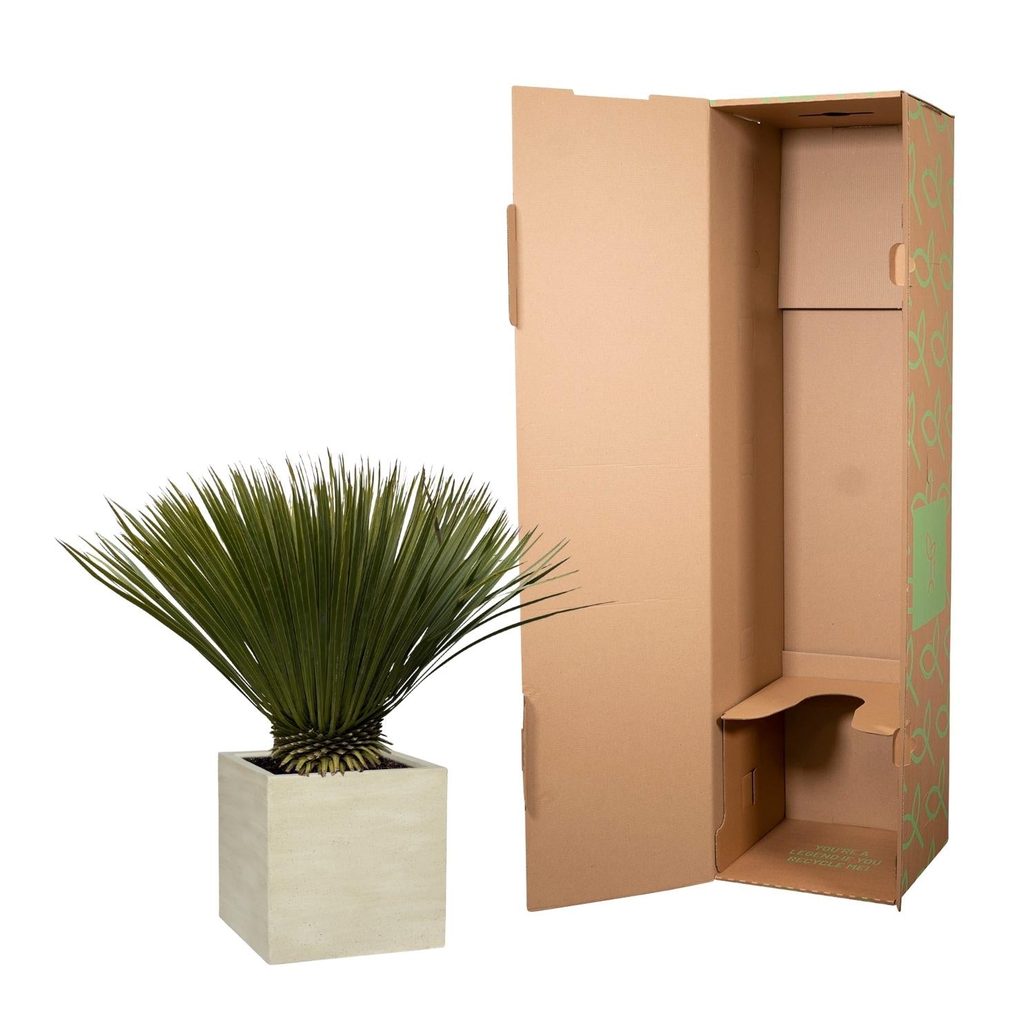 Yucca Rostrata ↕ 70 cm hoog  ⟷ 30 cm pot