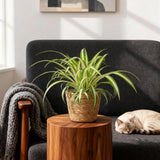 Grünlilie (Chlorophytum Comosum Variegatum) - 4 Pflanzen mit Korb